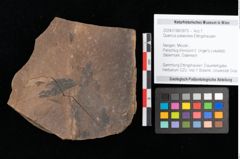 Foto (Objekt + Etikett) von Quercus palaeoilex Ettingshausen (NHMW-GEO-2024-0188-0879)